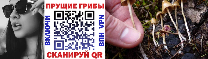 закладка  Покачи  Псилоцибиновые грибы мухоморы 